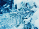 Vinter